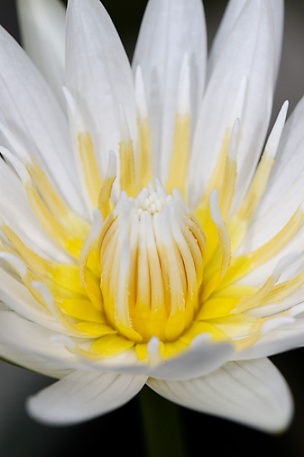 Fleurs Nanthawan Aout 2010-036